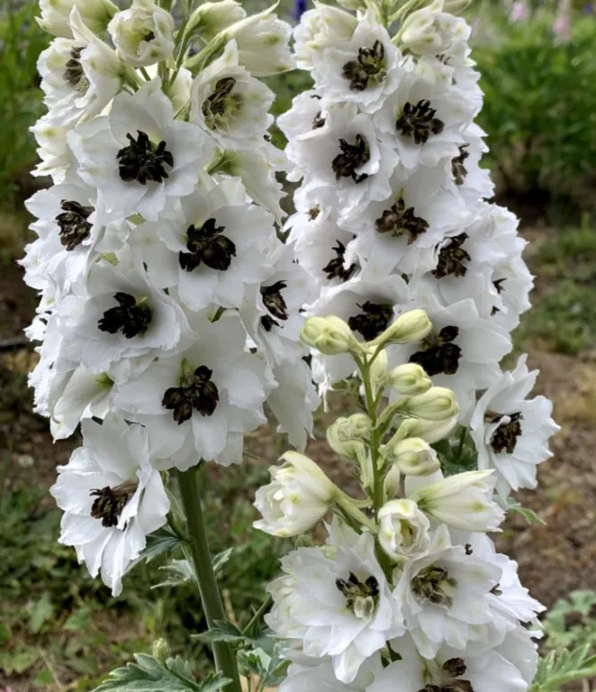 delphinium