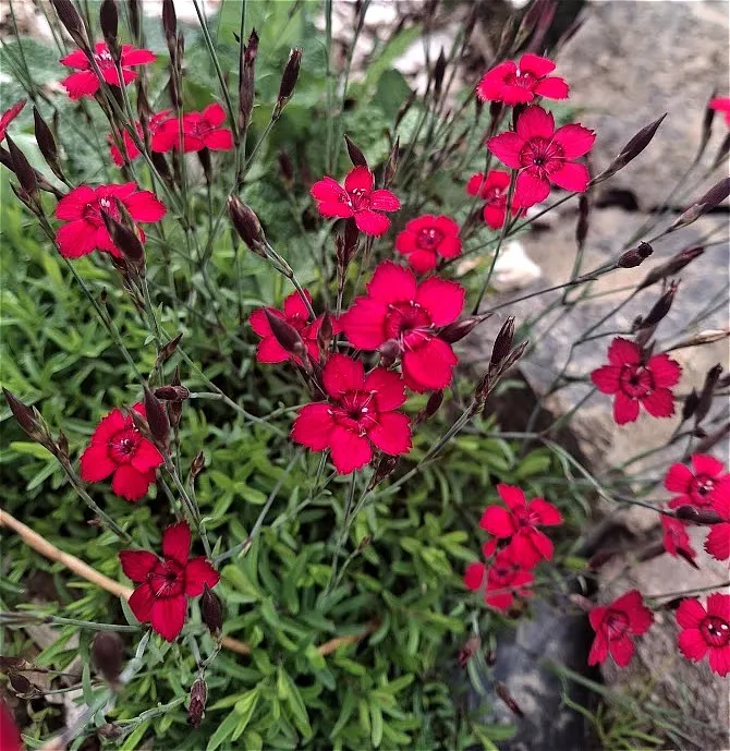 Dianthus deltoïdes 'Flashing lights'