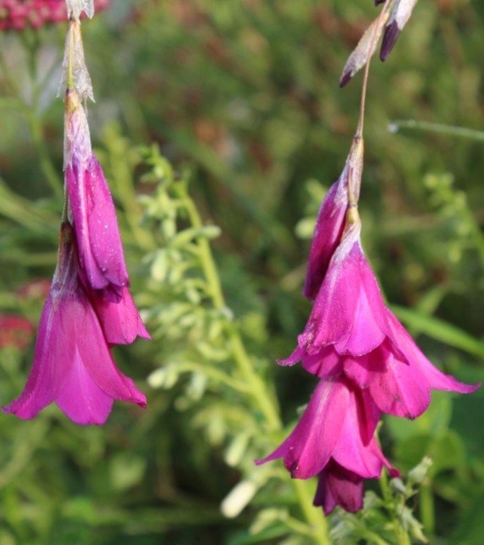 dierama pulcherrimum