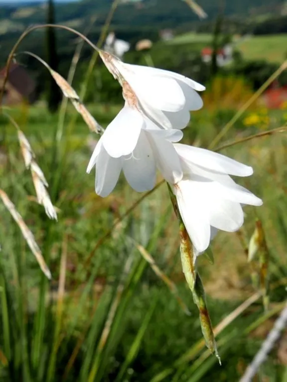 dierama