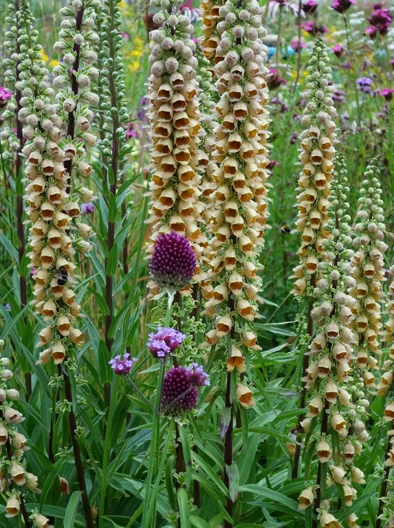 digitalis ferruginea gigantea