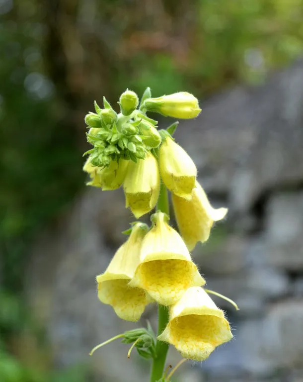 Digitalis grandiflora