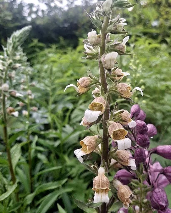 digitalis trojana
