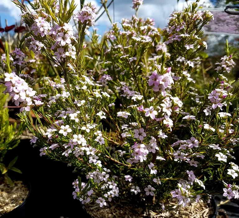 Diosma Pink fountain