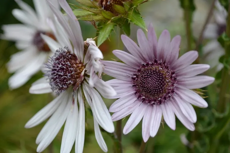 Berkheya purpurea