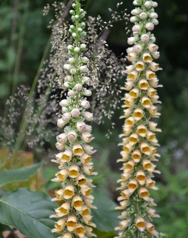 digitalis stewartii