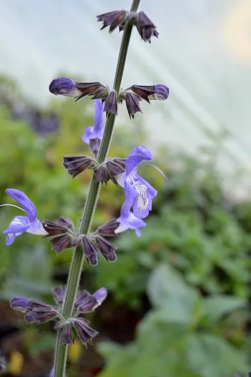 salvia forsskaolii