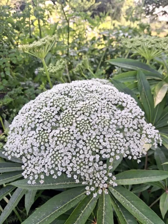 Dystaenia takesimana