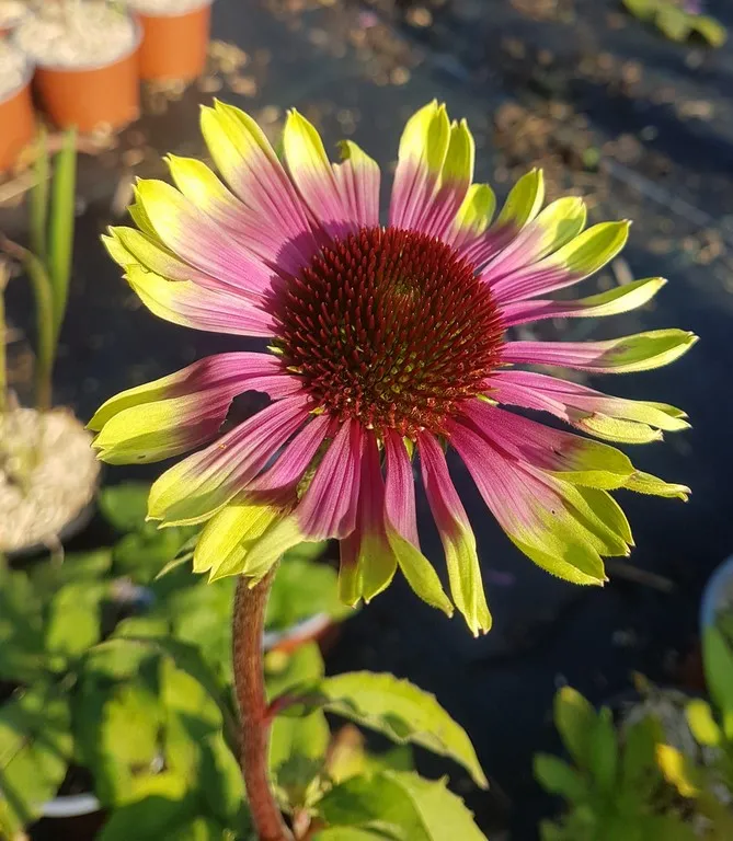 Echinacea Green Twister