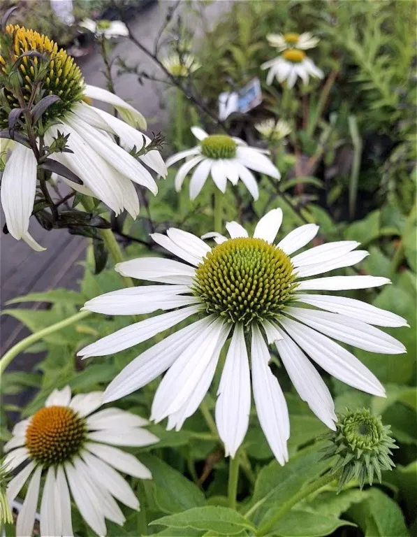 Echinacea purpurea 'Happy Star'