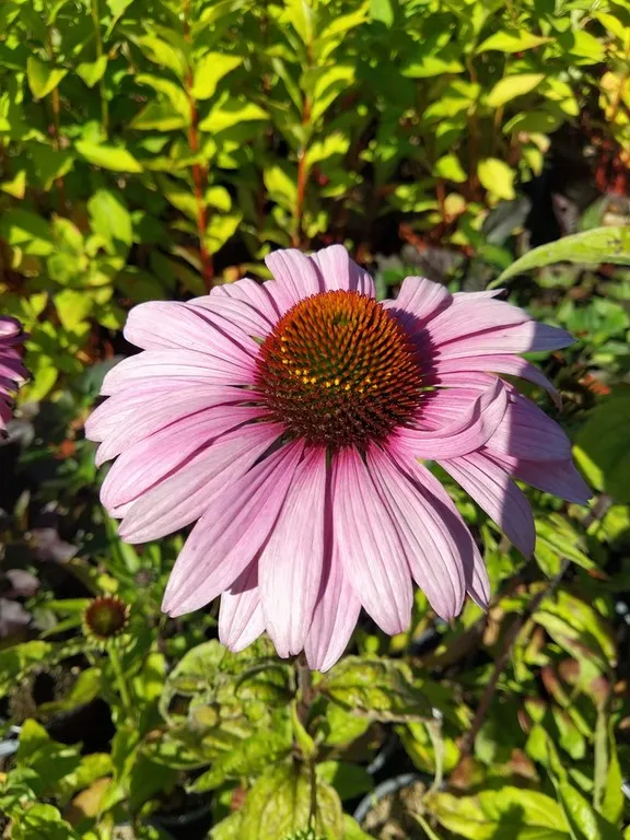 Echinacea magnus
