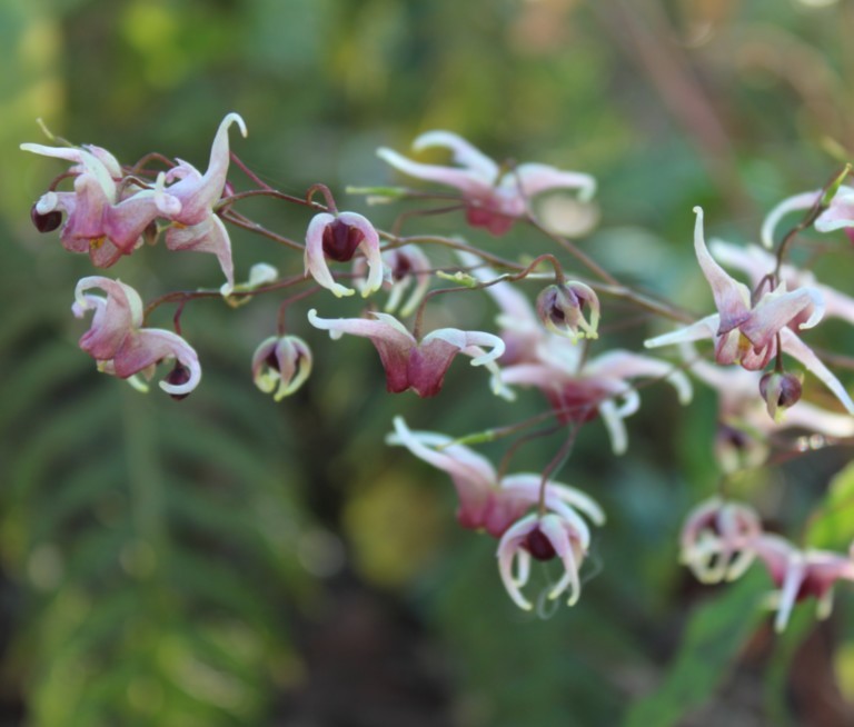Epimedium 'Domino'
