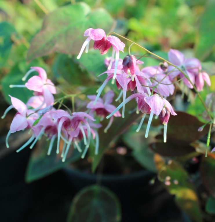 Epimedium 'Pretty in Pink'