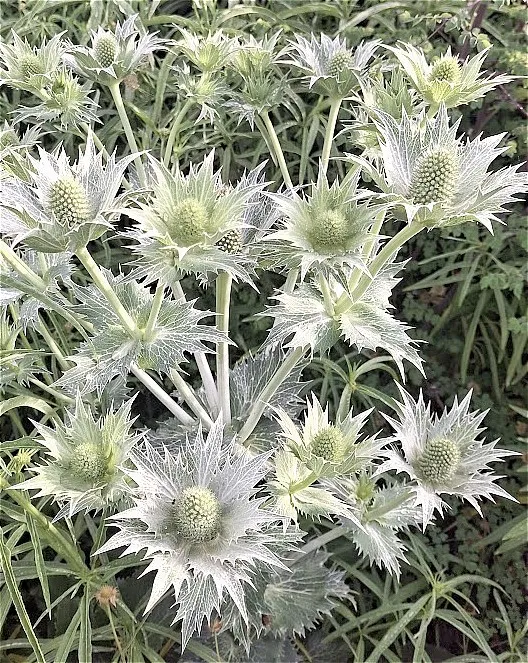 Eryngium giganteum 'SIlver Ghost'
