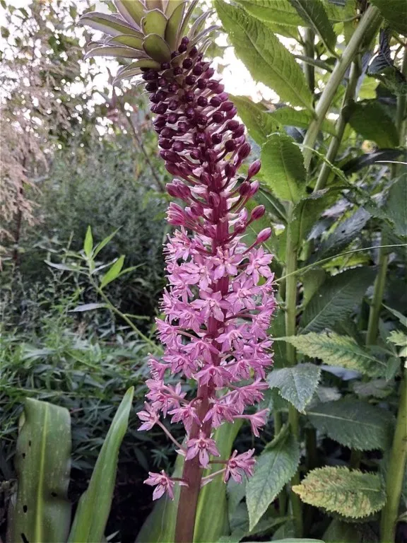 Eucomis comosa 'Reuben'