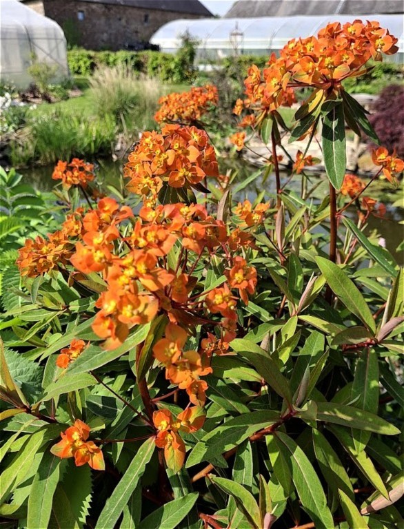 Euphorbia griffithii 'Fireglow'