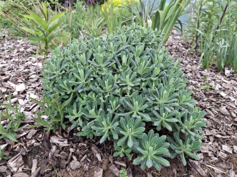 Euphorbia 'Portuguese Velvet
