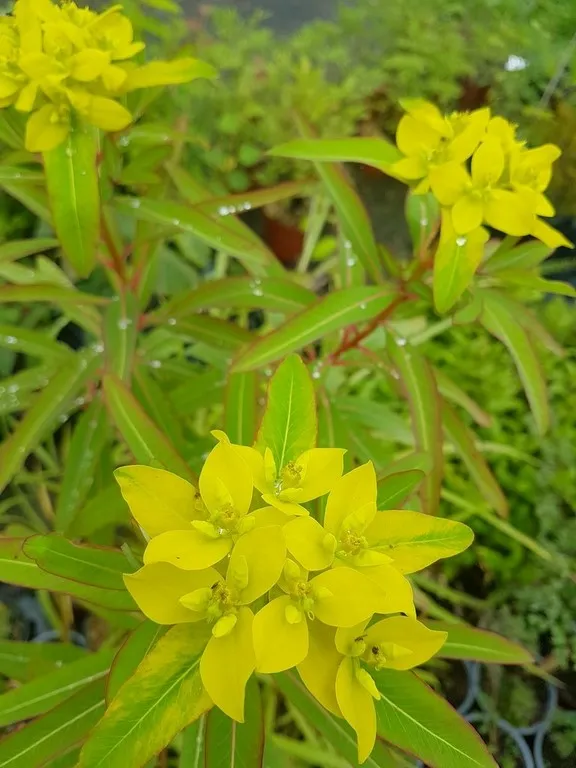euphorbia sikkimensis