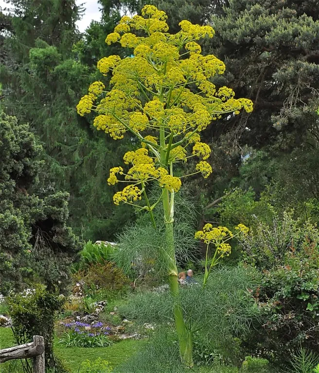 Ferula