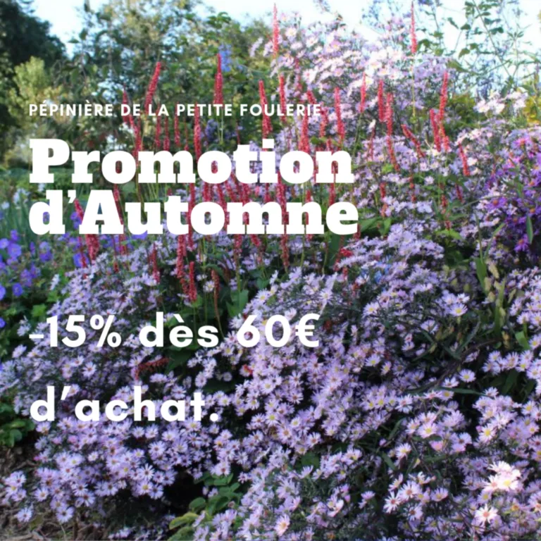 promo d'automne la petite foulerie