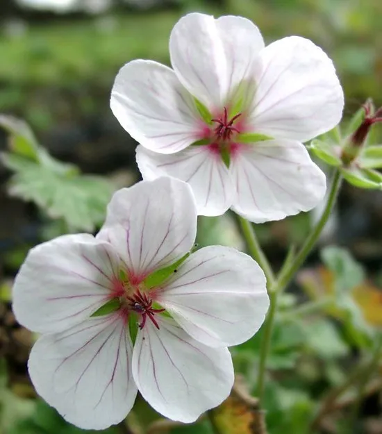 Geranium