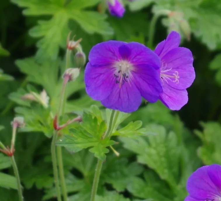 Geranium