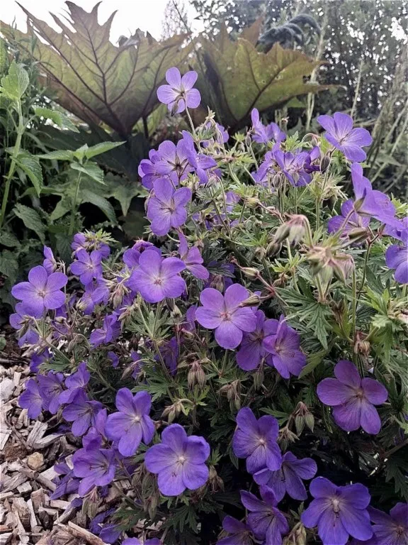 Geranium 'Johnson's Blue'