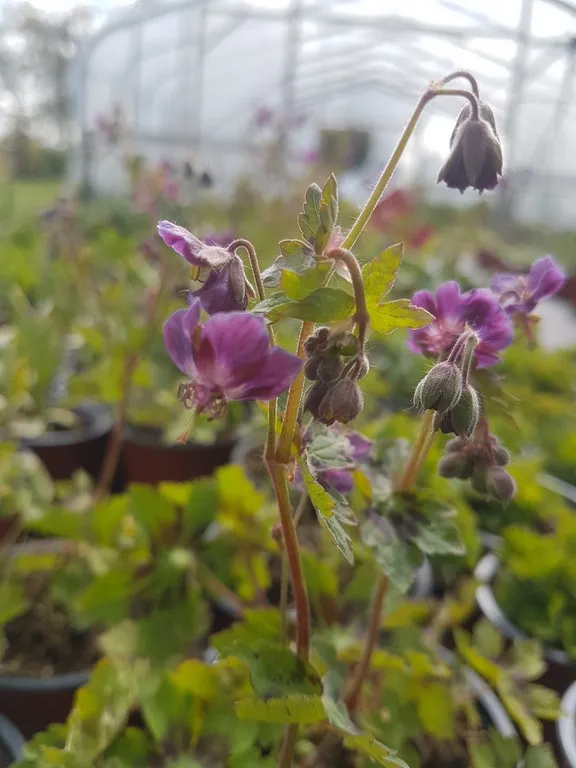Geranium 'Samobor'