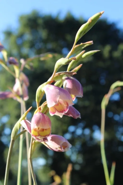 Gladiolus papilio