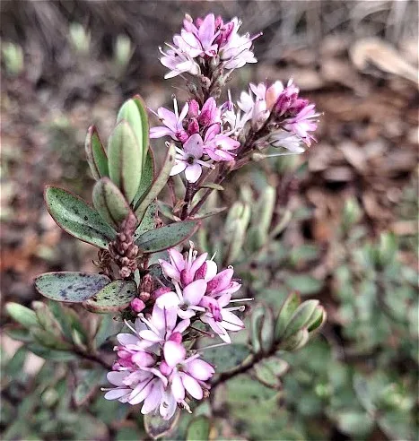 Hebe 'Pink Paradise'