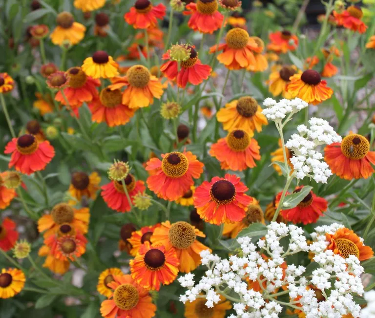 Helenium mardi gras