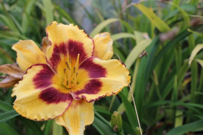 Hemerocallis 'James Dean'
