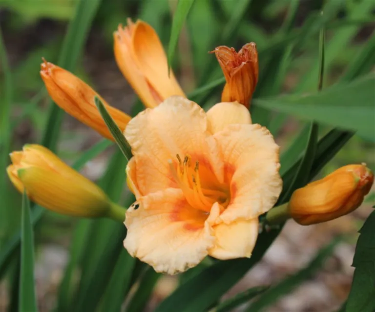 Hemerocallis 'Petite Douceur d'orient'