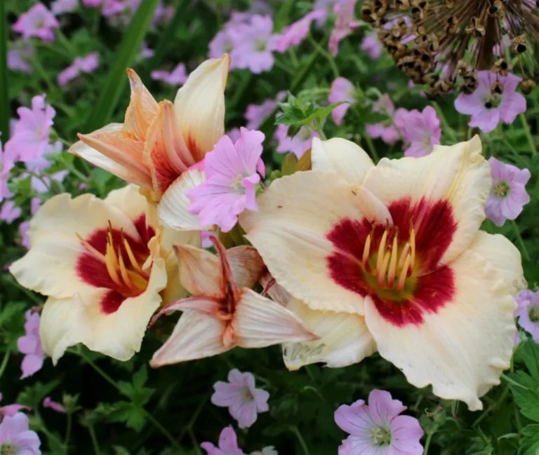 Hemerocallis 'Siloam Shocker'