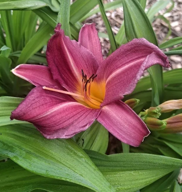 Hemerocallis 'Sugar Candy'