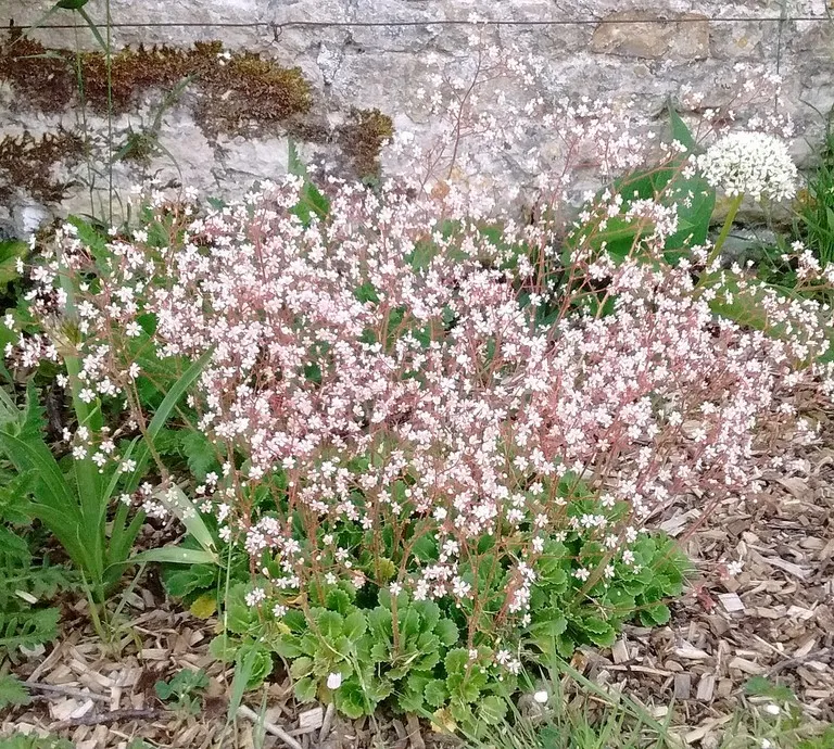 saxifraga umbrosa