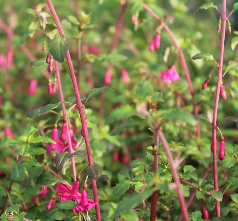 fuchsia microphylla