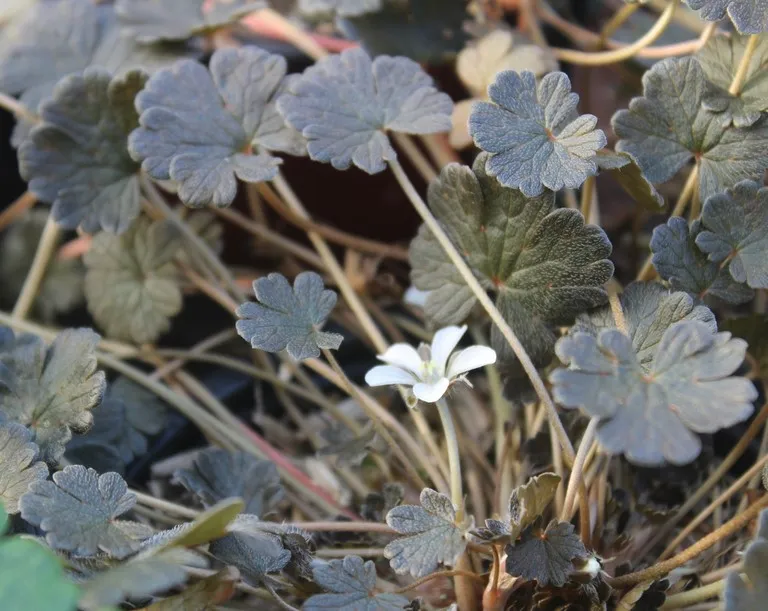 geranium sessiliflorum nigricans