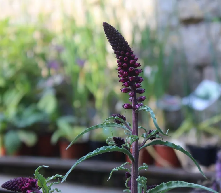 Lysimachia beaujolais