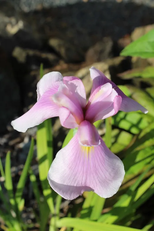 Iris ensata 'Topas'