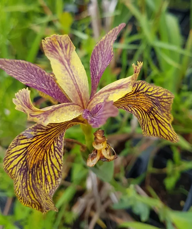 Iris 'Holden Clough'