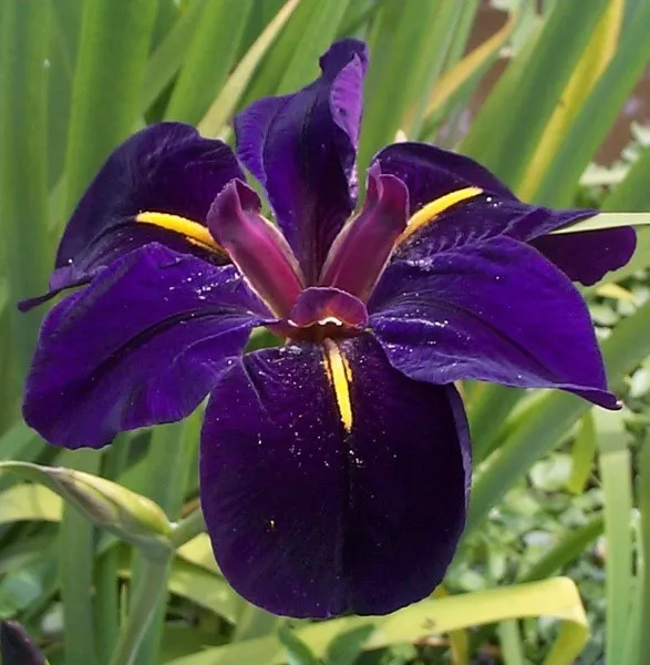 IRIS LOUISIANA BLACK GAMECOCK