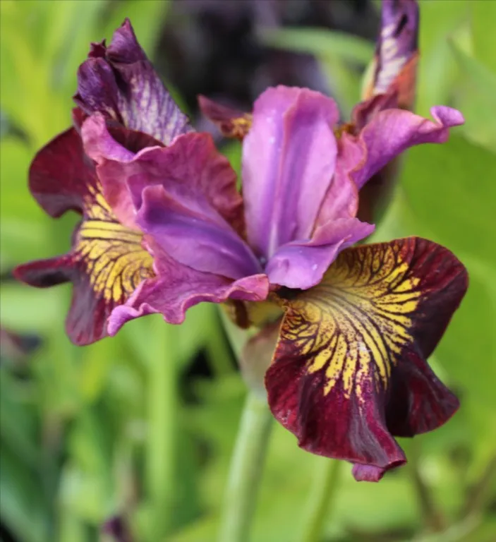 Iris sibirica 'Miss Apple'