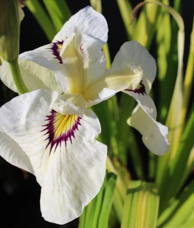 Iris pseudata 'Yukiyanagi'