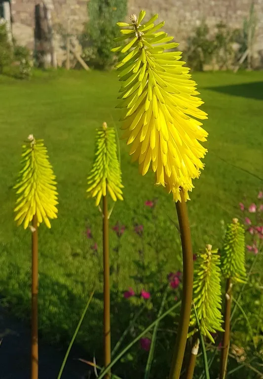 Kniphofia 'Bee's Lemon'