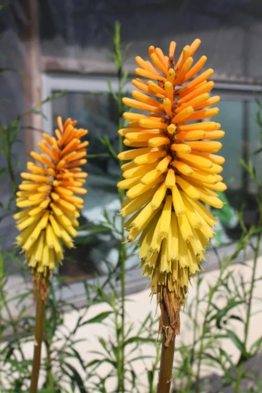 Kniphofia 'Rich Echoes'