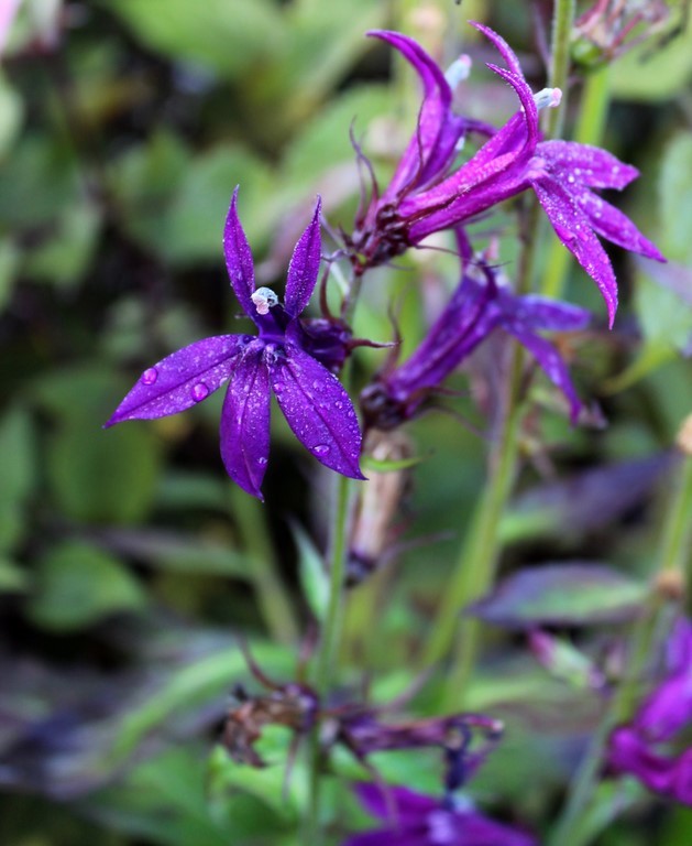 Lobelia Hadspen Purple