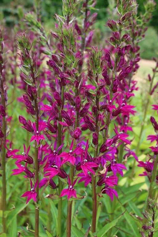Lobelia x speciosa 'Tania'