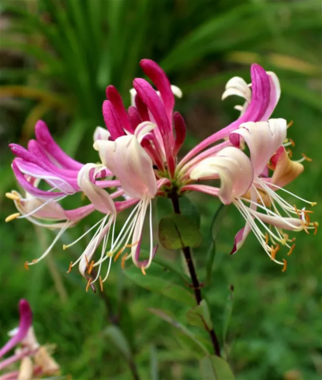 Lonicera periclymenum 'Caprilia Imperial' 