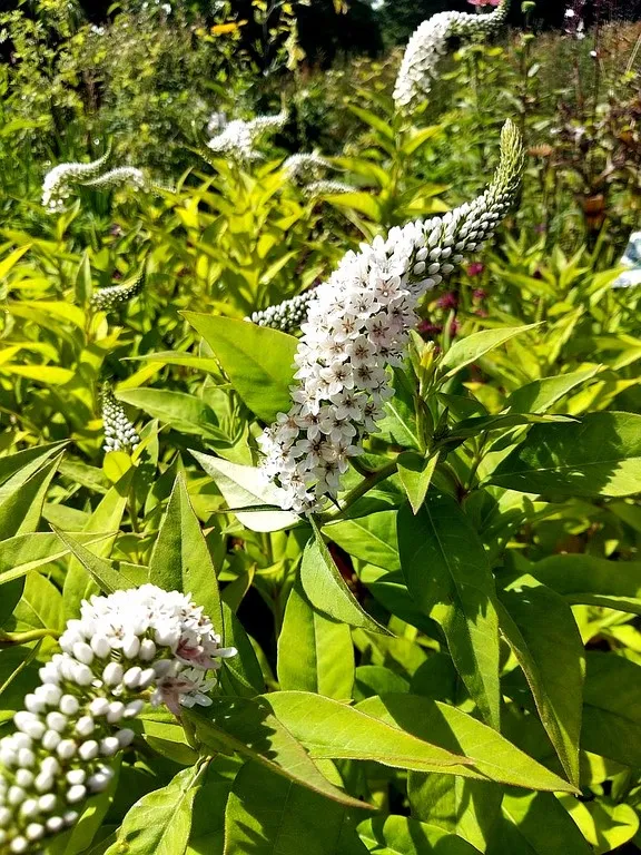 Lysimachia clethroides
